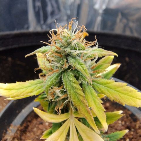 Gorilinha  growlog photo: Clone pirulito