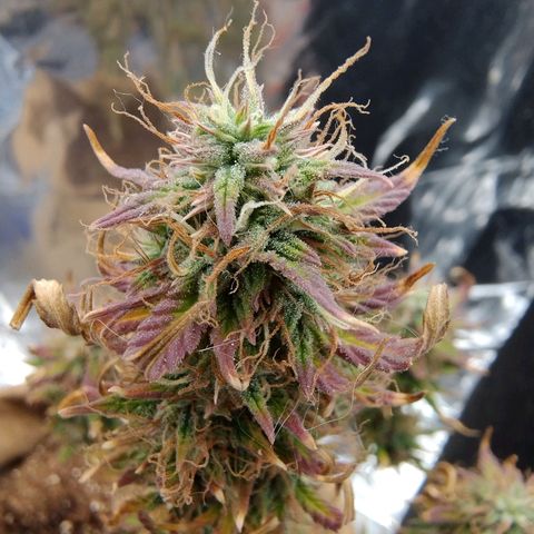 Gorila glue #4 growlog timeline photo