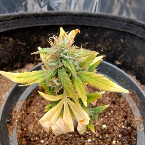 Gorilinha  growlog photo: Clone pirulito