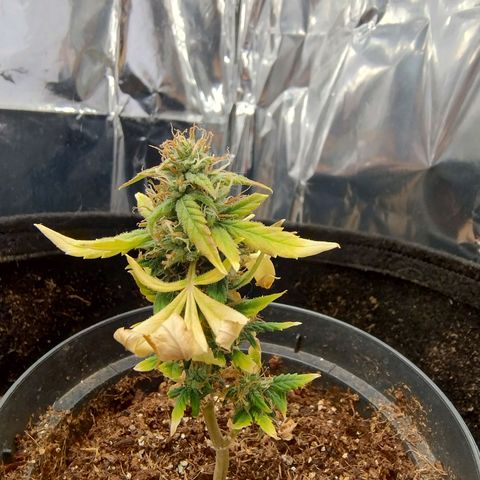 Gorilinha  growlog photo: Clone pirulito