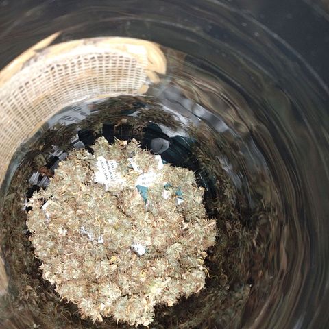 Gorilinha  growlog timeline photo