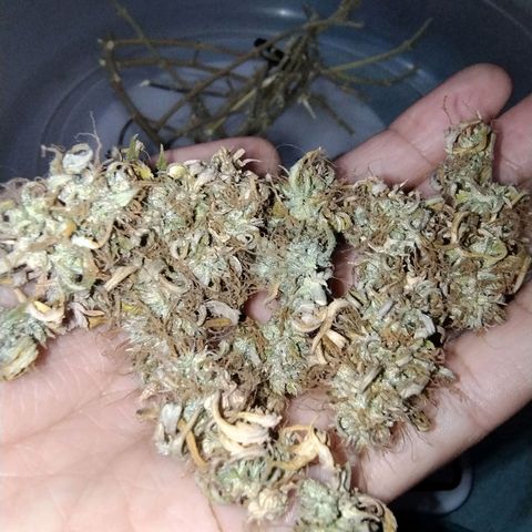 Gorilinha  growlog timeline photo