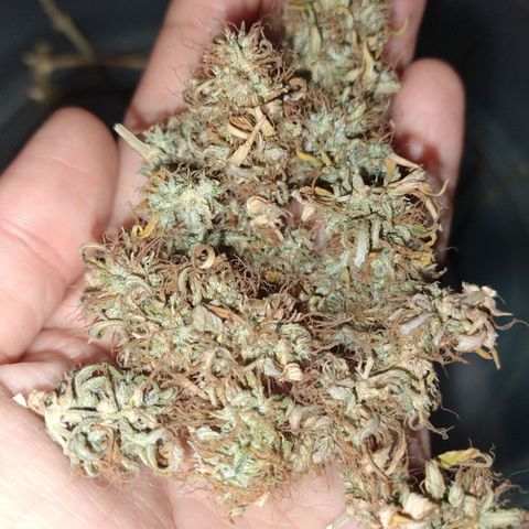 Gorilinha  growlog photo: Total de 19 g seca