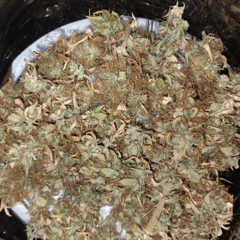 Gorila glue #4 growlog timeline photo