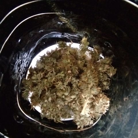 Gorila glue #4 growlog timeline photo