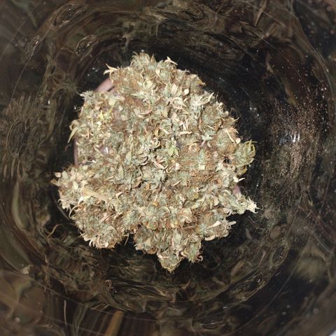 Gorila glue #4 growlog timeline photo