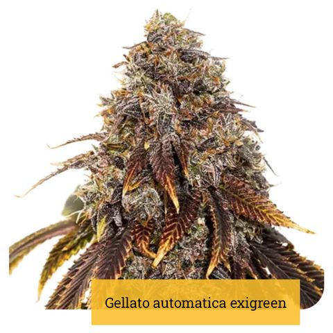 Gelato Auto growlog timeline photo