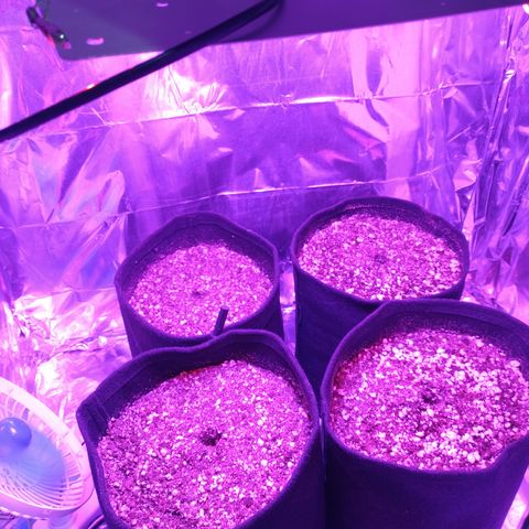 Gellato automática  growlog timeline photo
