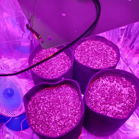 Gellato automática  growlog timeline photo