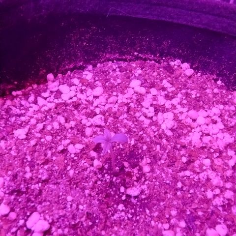 Gellato automática  growlog timeline photo