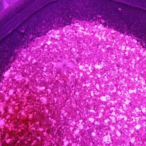 Gellato automática  growlog timeline photo