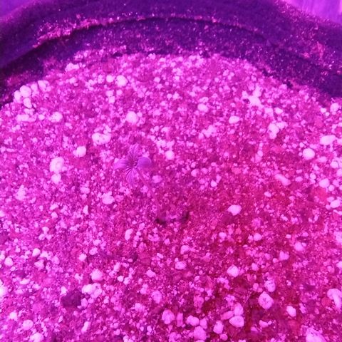 Gellato automática  growlog timeline photo