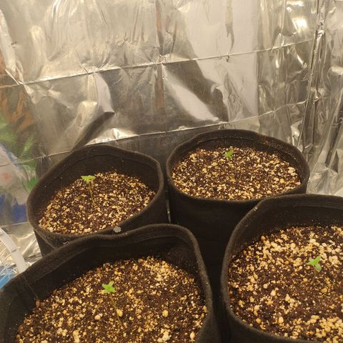 Gellato automática  growlog photo: Gostaria de alguns treinamentos mas por quanto ficará assim pois são automáticas 