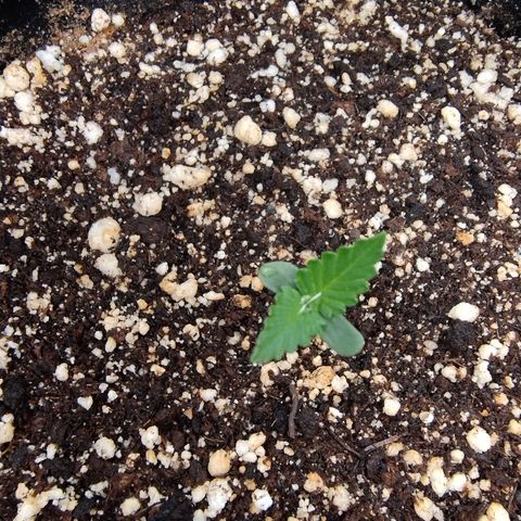 Gellato automática  growlog photo: Foto de pertinho das meninas