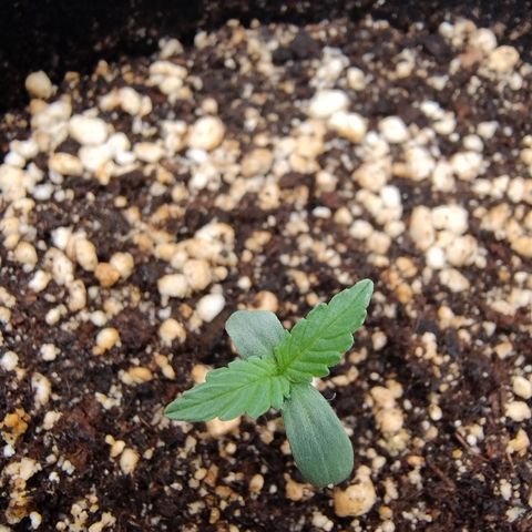 Gellato automática  growlog photo: Foto de pertinho das meninas
