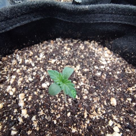 Gellato automática  growlog photo: Foto de pertinho das meninas