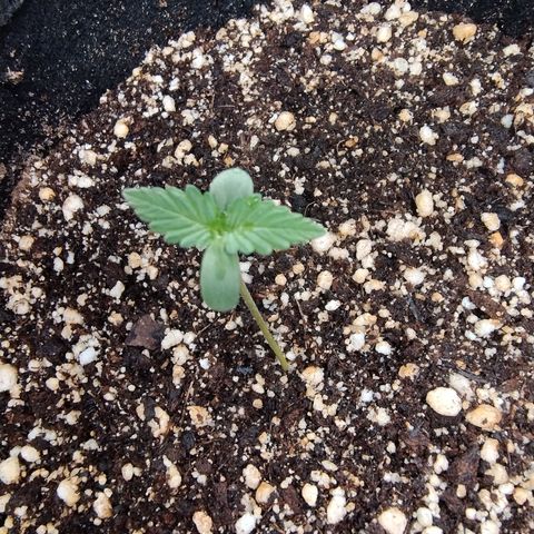 Gellato automática  growlog photo: Foto de pertinho das meninas