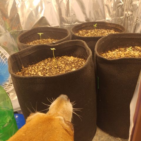 Gorilinha  growlog timeline photo