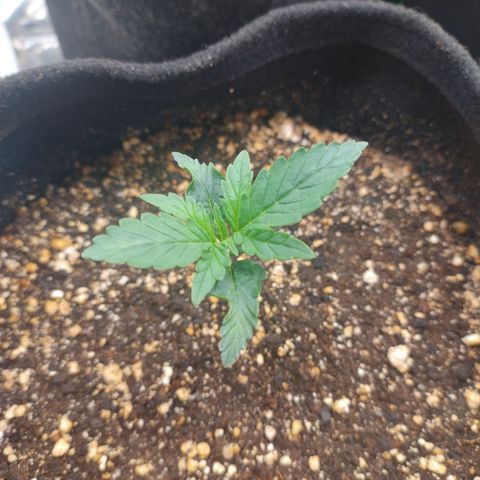 Gelato Auto growlog timeline photo
