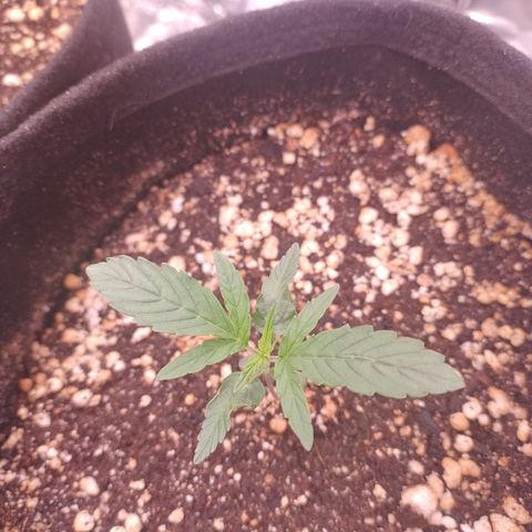 Gellato automática  growlog timeline photo