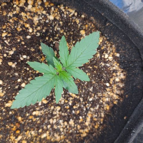Gellato automática  growlog timeline photo