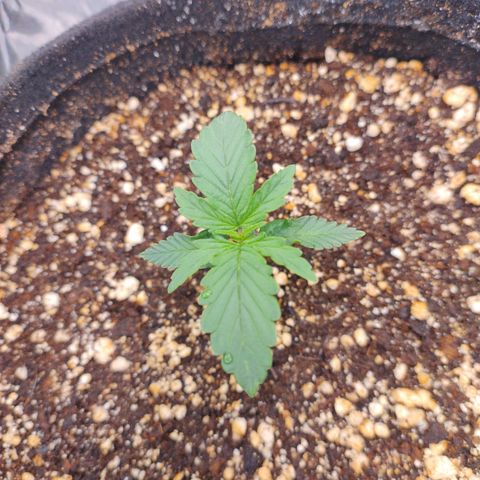 Gellato automática  growlog timeline photo