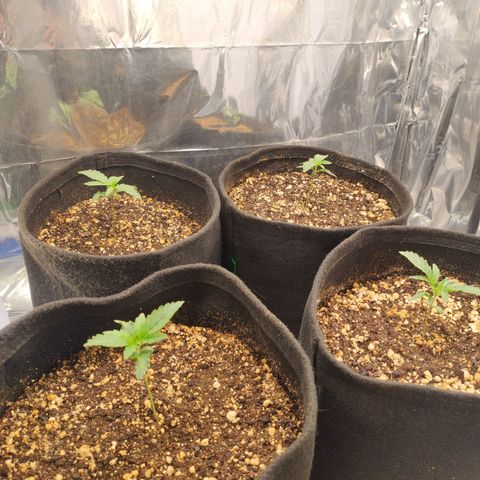 Gellato automática  growlog timeline photo