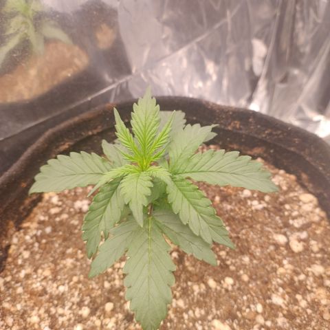 Gellato automática  growlog photo: Armadilha contra fungus gnats funcionando com sucesso 
