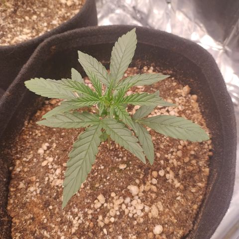Gellato automática  growlog photo: Armadilha contra fungus gnats funcionando com sucesso 