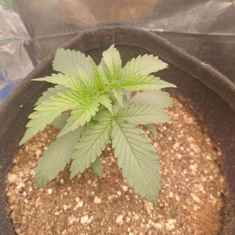 Gellato automática  growlog photo: Armadilha contra fungus gnats funcionando com sucesso 