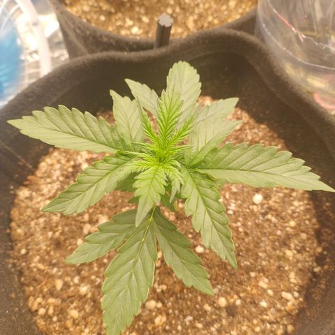 Gellato automática  growlog photo: Armadilha contra fungus gnats funcionando com sucesso 