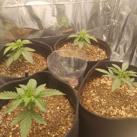 Gellato automática  growlog timeline photo