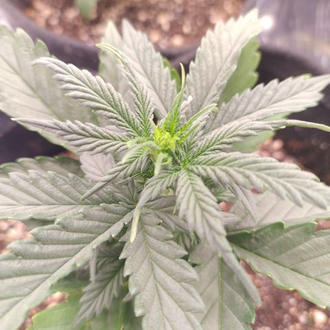 Gellato automática  growlog timeline photo