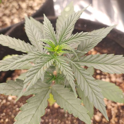 Gellato automática  growlog timeline photo