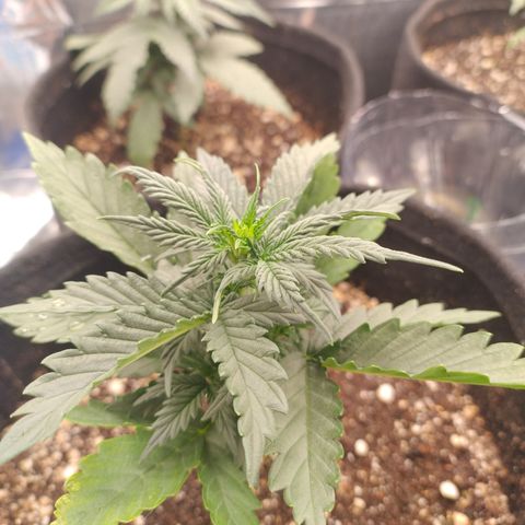 Gellato automática  growlog timeline photo