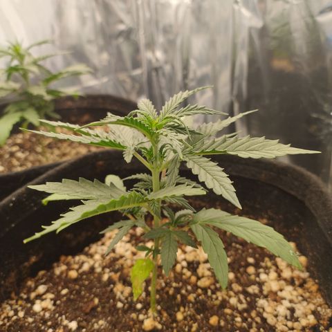 Gellato automática  growlog timeline photo