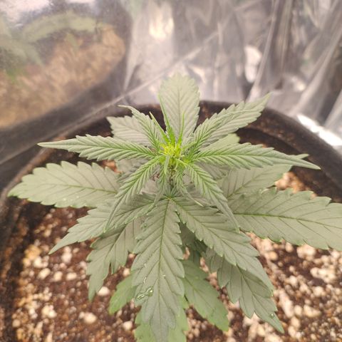 Gellato automática  growlog timeline photo