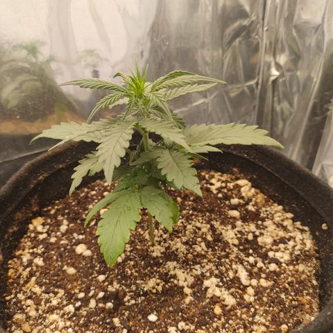 Gellato automática  growlog timeline photo