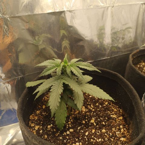 Gellato automática  growlog timeline photo