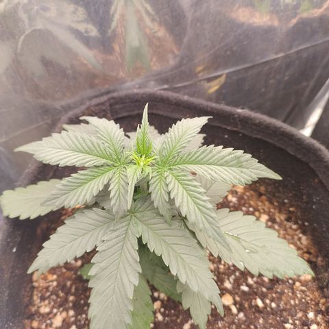 Gellato automática  growlog timeline photo