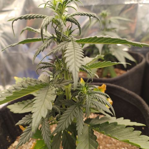 Gelato Auto growlog photo: Fêmea 