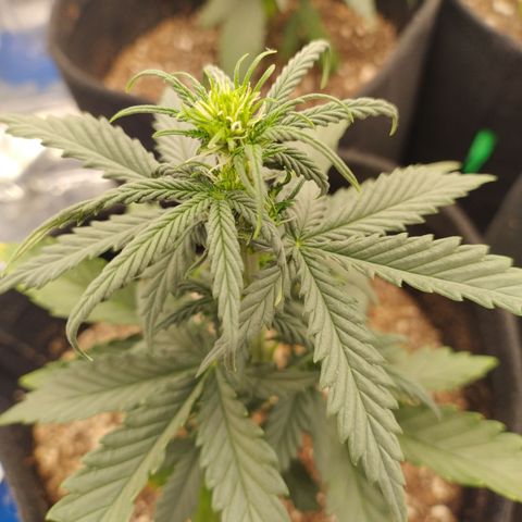 Gelato Auto growlog photo: Fêmea 