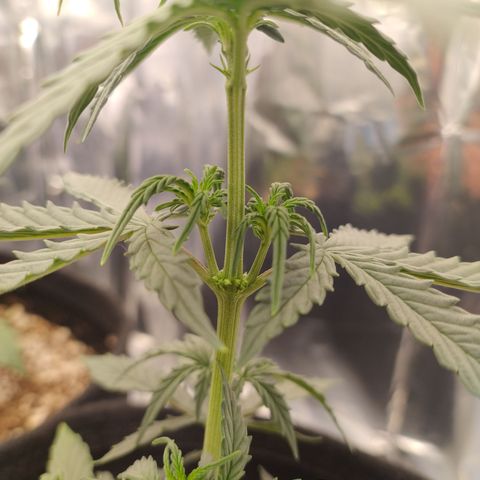 Gellato automática  growlog photo: Se é automática não era pra ser fêmea? Deu sacos de pólen 