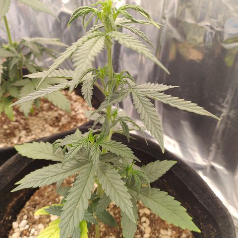 Gellato automática  growlog photo: Se é automática não era pra ser fêmea? Deu sacos de pólen 