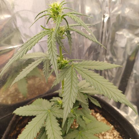 Gellato automática  growlog photo: Linda fêmea 