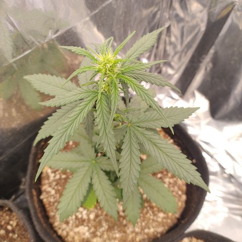 Gellato automática  growlog photo: Linda fêmea 