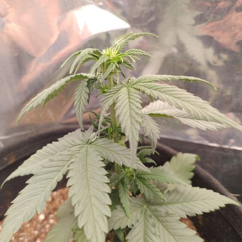 Gellato automática  growlog photo: Hermou, hermafrodita 