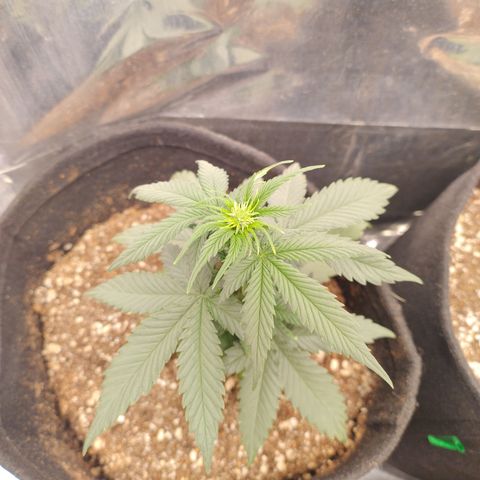 Gellato automática  growlog photo: Hermou, hermafrodita 