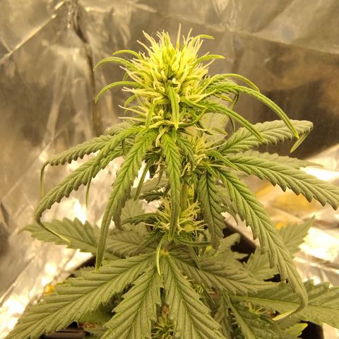 Gelato Auto growlog timeline photo