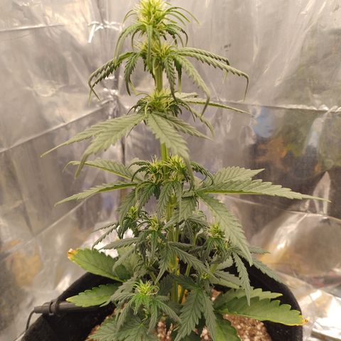 Gelato Auto growlog timeline photo